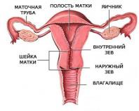 Виды болезней шейки матки у женщин Какие есть болезни шейки матки